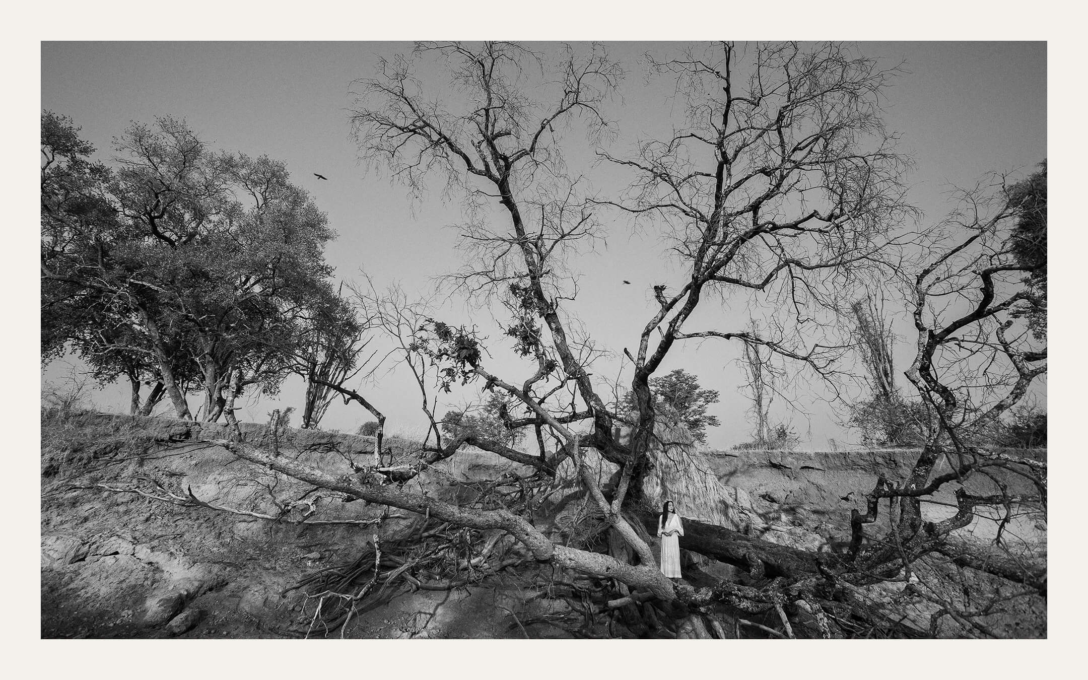 Weathered tree in open landscape — Ben Viljoen Photography