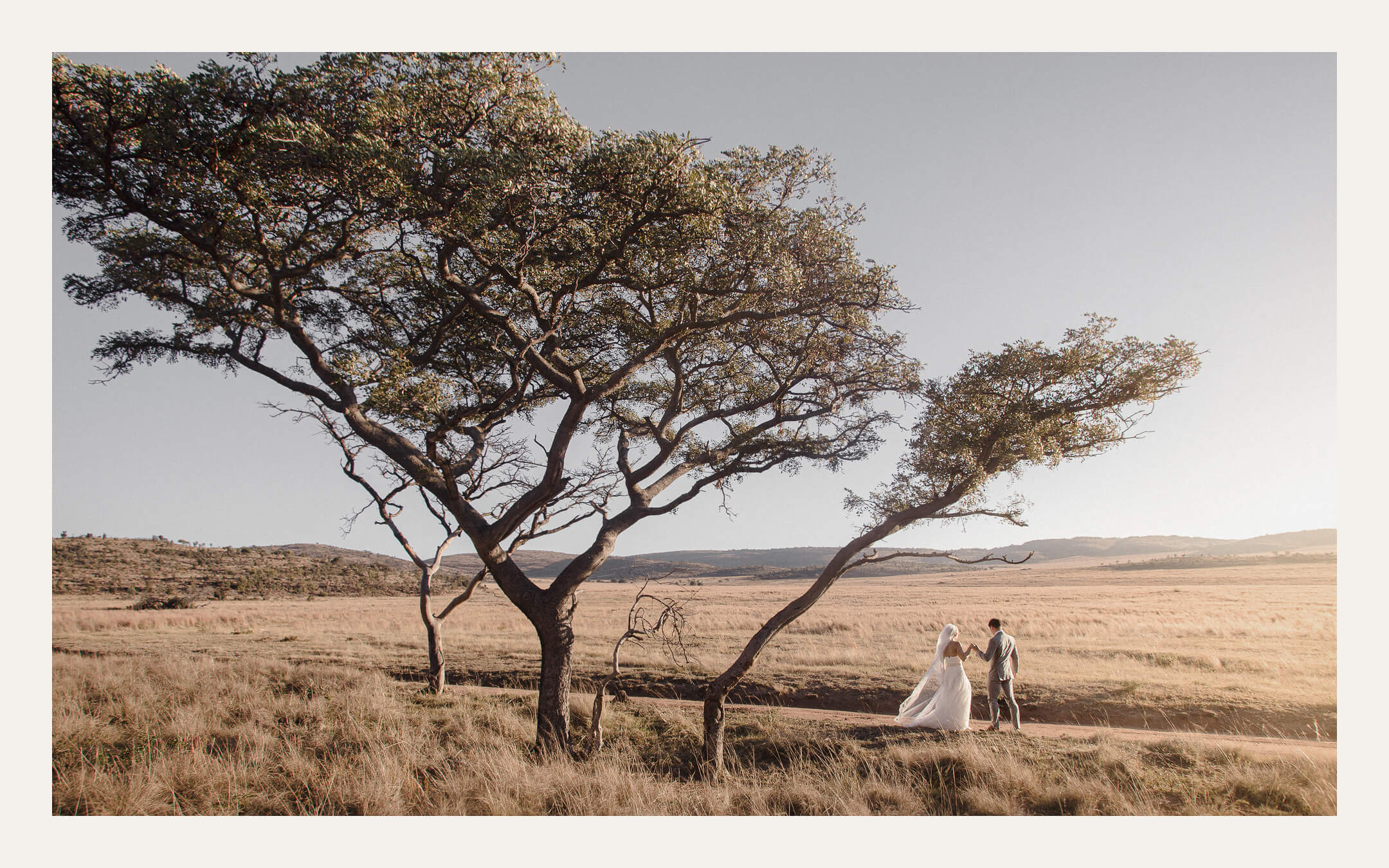 Wind-swept tree on open savanna — Ben Viljoen Photography