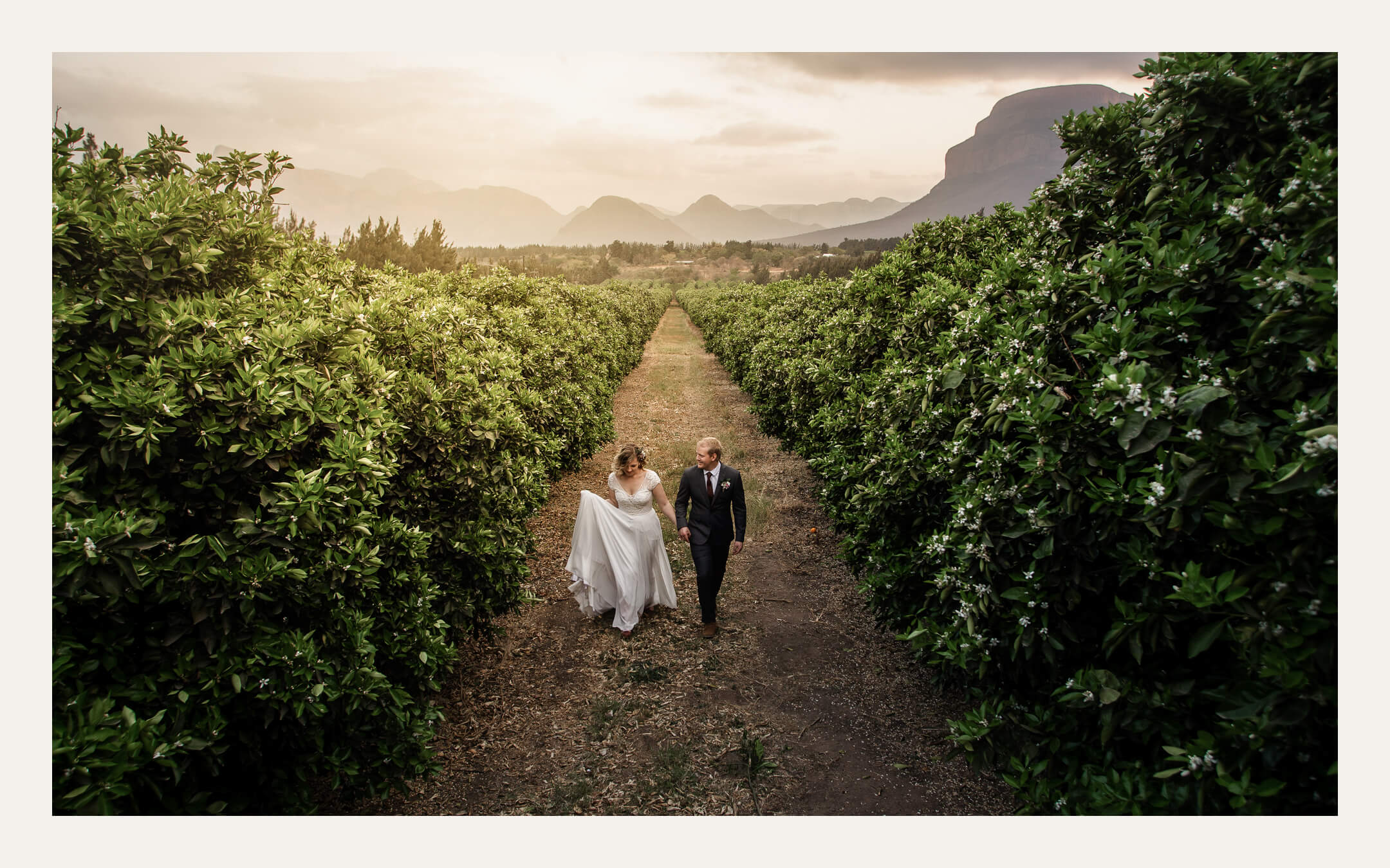 Couple walking through orchard rows at sunset — Ben Viljoen Photography