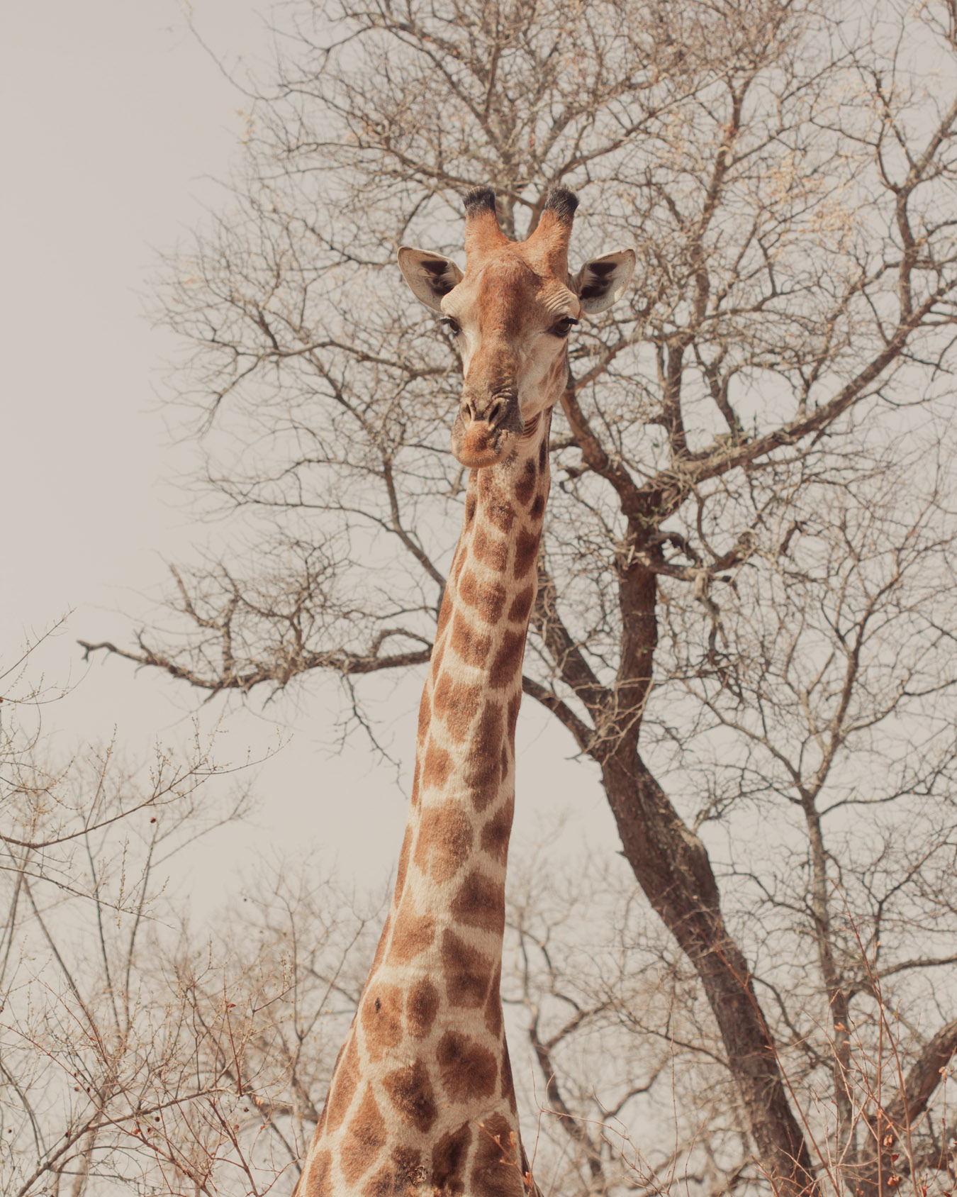 African bush wedding portrait — Ben Viljoen